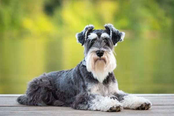 The Australian Shepherd Schnauzer Mix