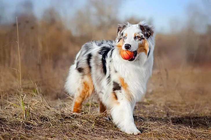 The Aussie Schnauzer mix