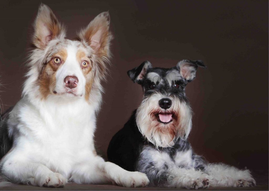 The Aussie Schnauzer Mix