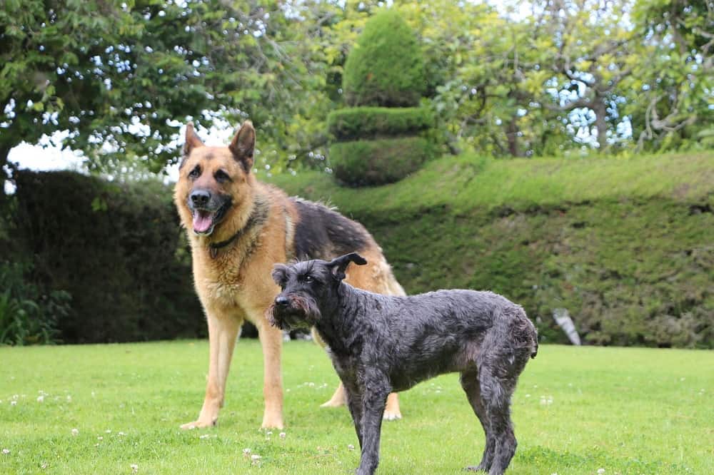 The Schnauzer German Shepherd Mix