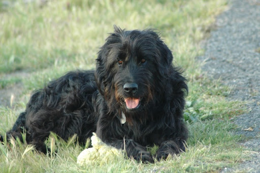 The Giant Schnauzer Lab Mix