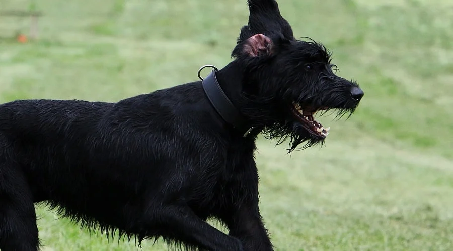 Lab and Schnauzer Mix Temperament Traits