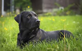 Schnauzer Black Lab Mix Care