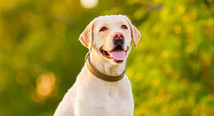 Labrador Schnauzer Mix 