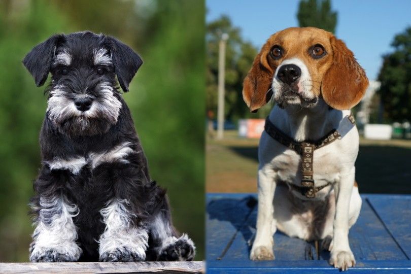 Schnauzer Beagle Mix Appearance Traits