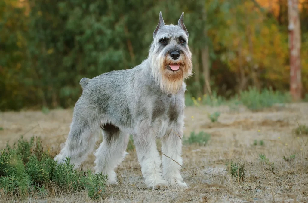 The Long Haired Schnauzer Jack Russell Mix