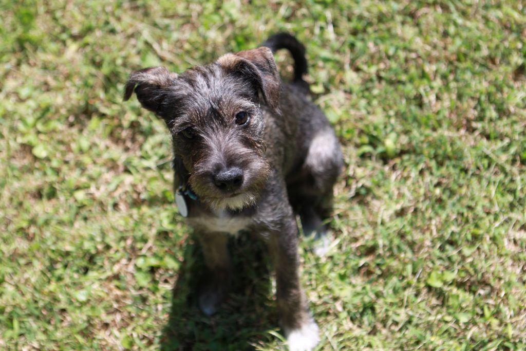 Schnauzer Jack Russell Mix Physical Traits