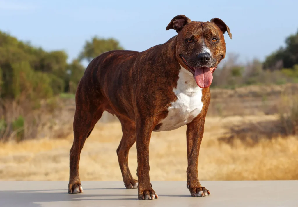 The Schnauzer Pitbull Mix 