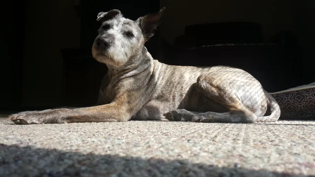 The Schnauzer Pitbull Mix 