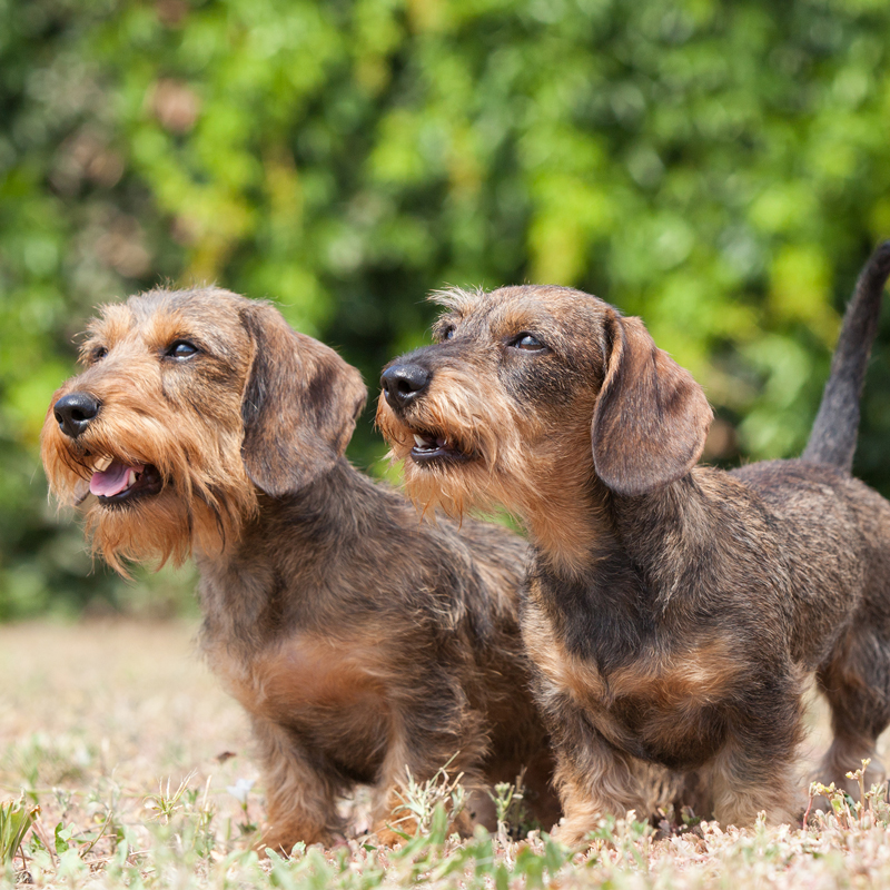 Weiner Schnauzer Mix Health Problems