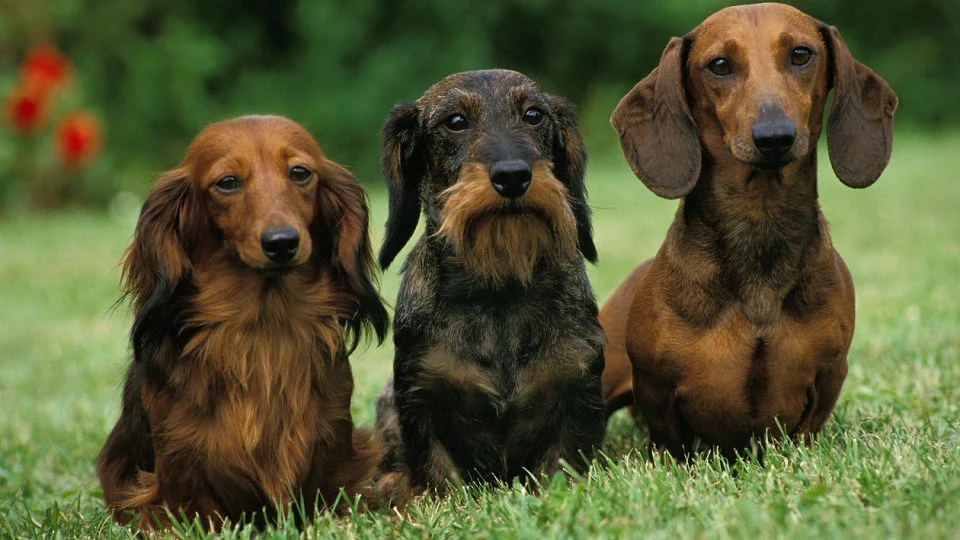 Weiner Dogs