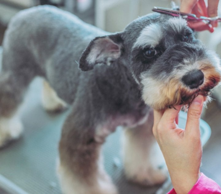 The Brush for Schnauzer