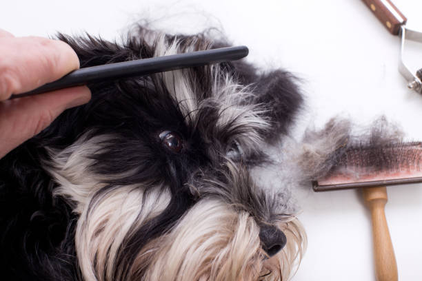 The Best Brush for a Schnauzer 