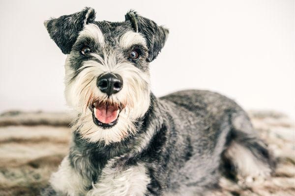 Why Schnauzers Are The Worst Dogs