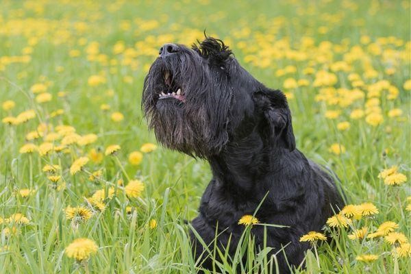 Why Schnauzers Are The Worst Dogs