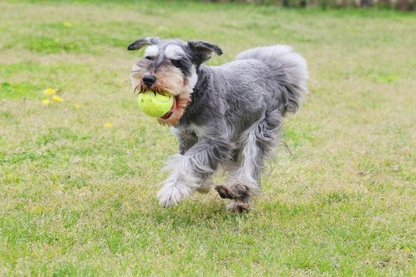 Why Schnauzers Are The Worst Dogs