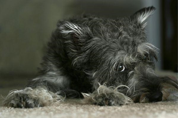 Why Schnauzers Are The Worst Dogs