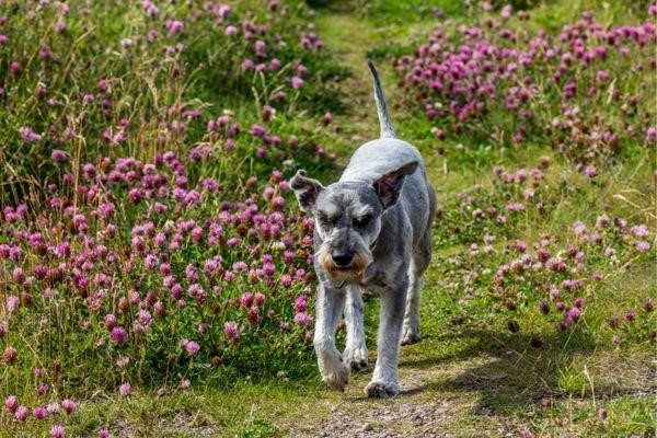 Why Schnauzers Are The Worst Dogs