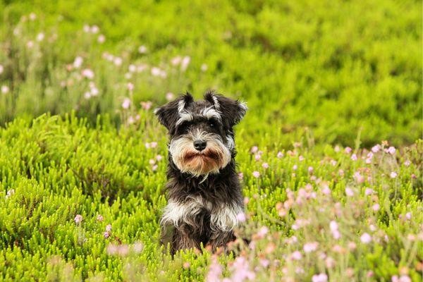 Why Schnauzers Are The Worst Dogs