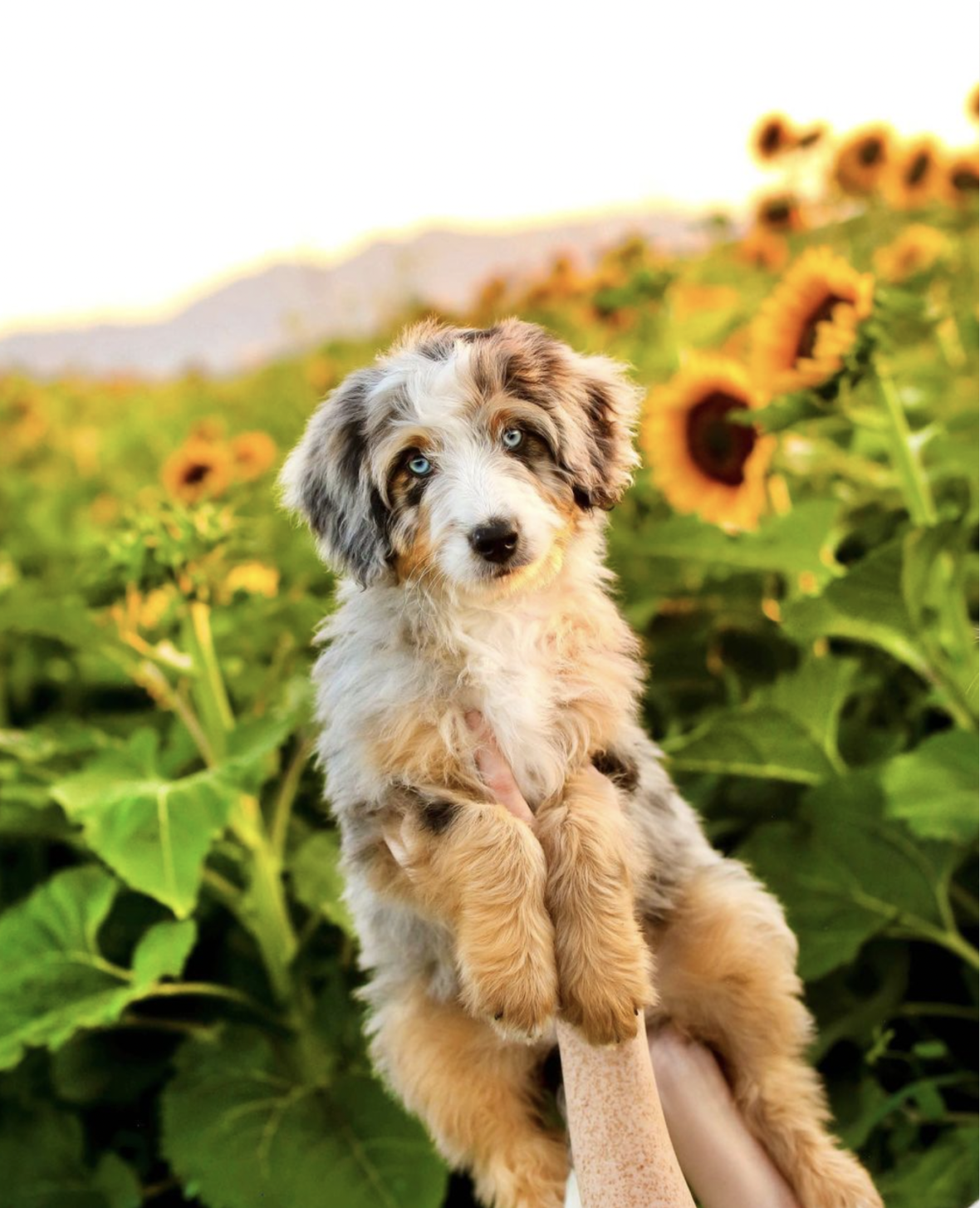 The Schnauzer Aussie Mix