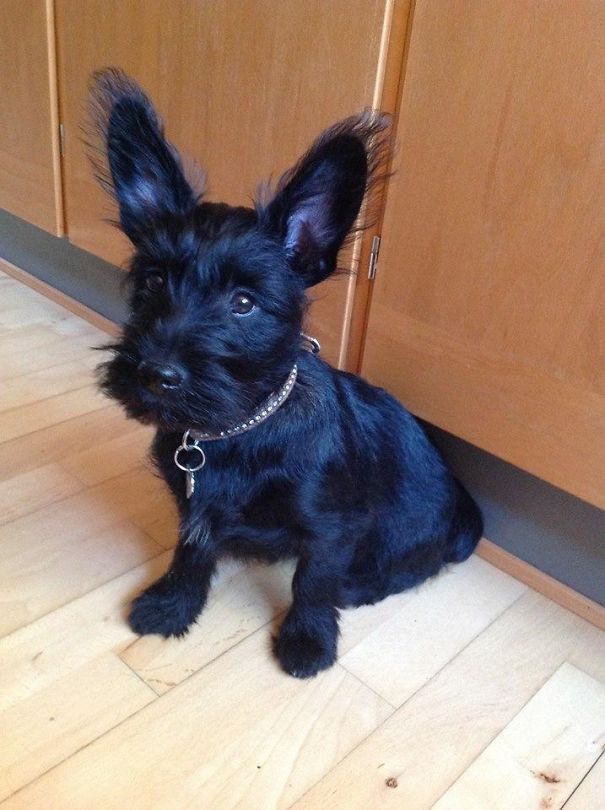 German Shepherd Schnauzer Mix A Comprehensive Guide to This Loyal and Energetic Breed