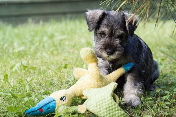 Giant Schnauzer Names A Comprehensive Guide to Choosing the Perfect Name