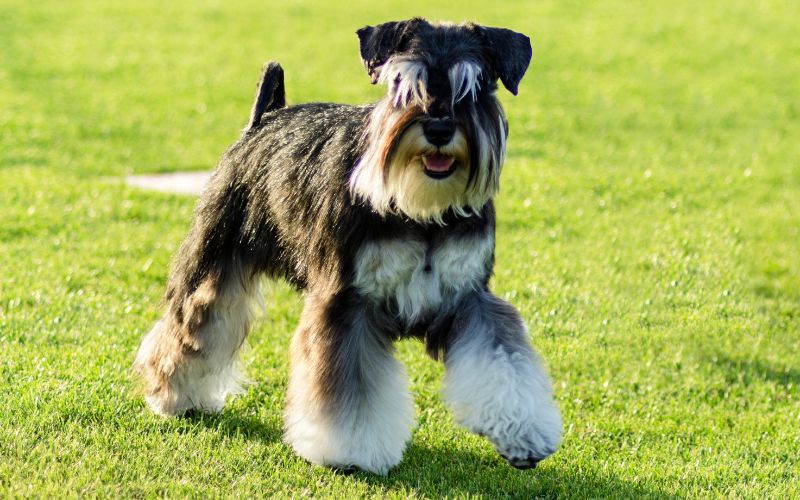 How Many Puppies Does a Miniature Schnauzer Have?