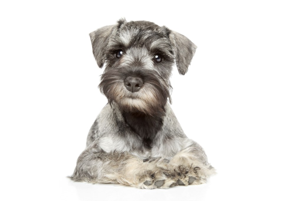 How Many Puppies Does a Miniature Schnauzer Have?