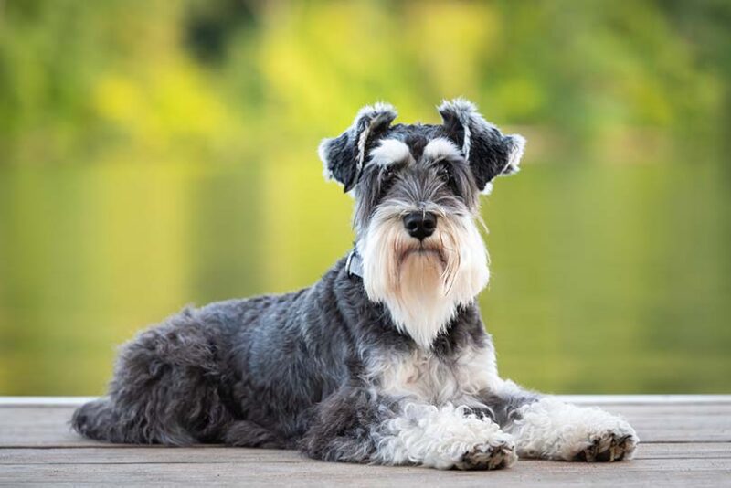 How Much Does a Schnauzer Cost A Comprehensive Guide to Expenses and Factors