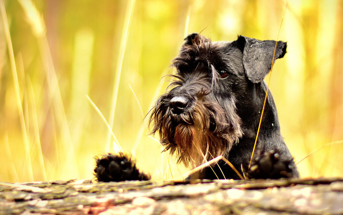 How Much Does a Schnauzer Cost A Comprehensive Guide to Expenses and Factors