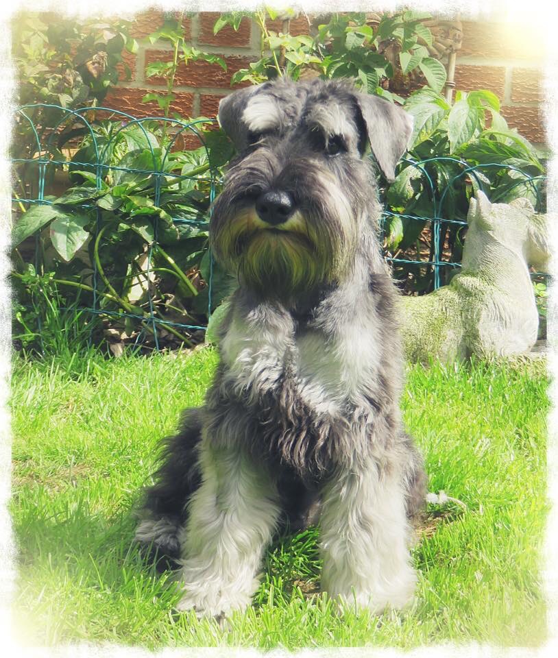 How to Trim a Schnauzer Face A Step-by-Step Guide