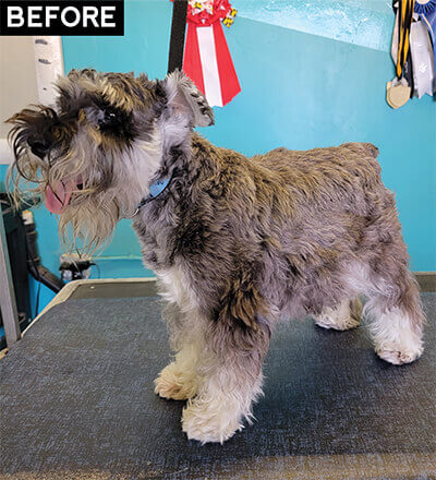 How to Trim a Schnauzer Face A Step-by-Step Guide