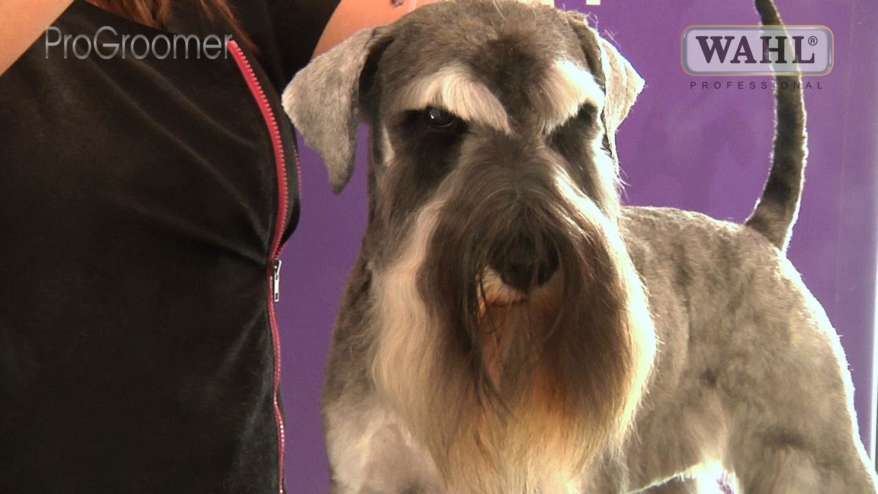 How to Trim a Schnauzer Face A Step-by-Step Guide