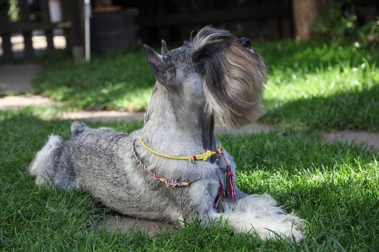 How to Trim a Schnauzer Face A Step-by-Step Guide