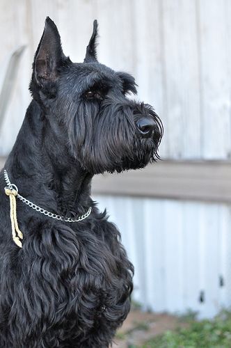 Mini Schnauzers Embracing Their Natural Charm Without Haircuts