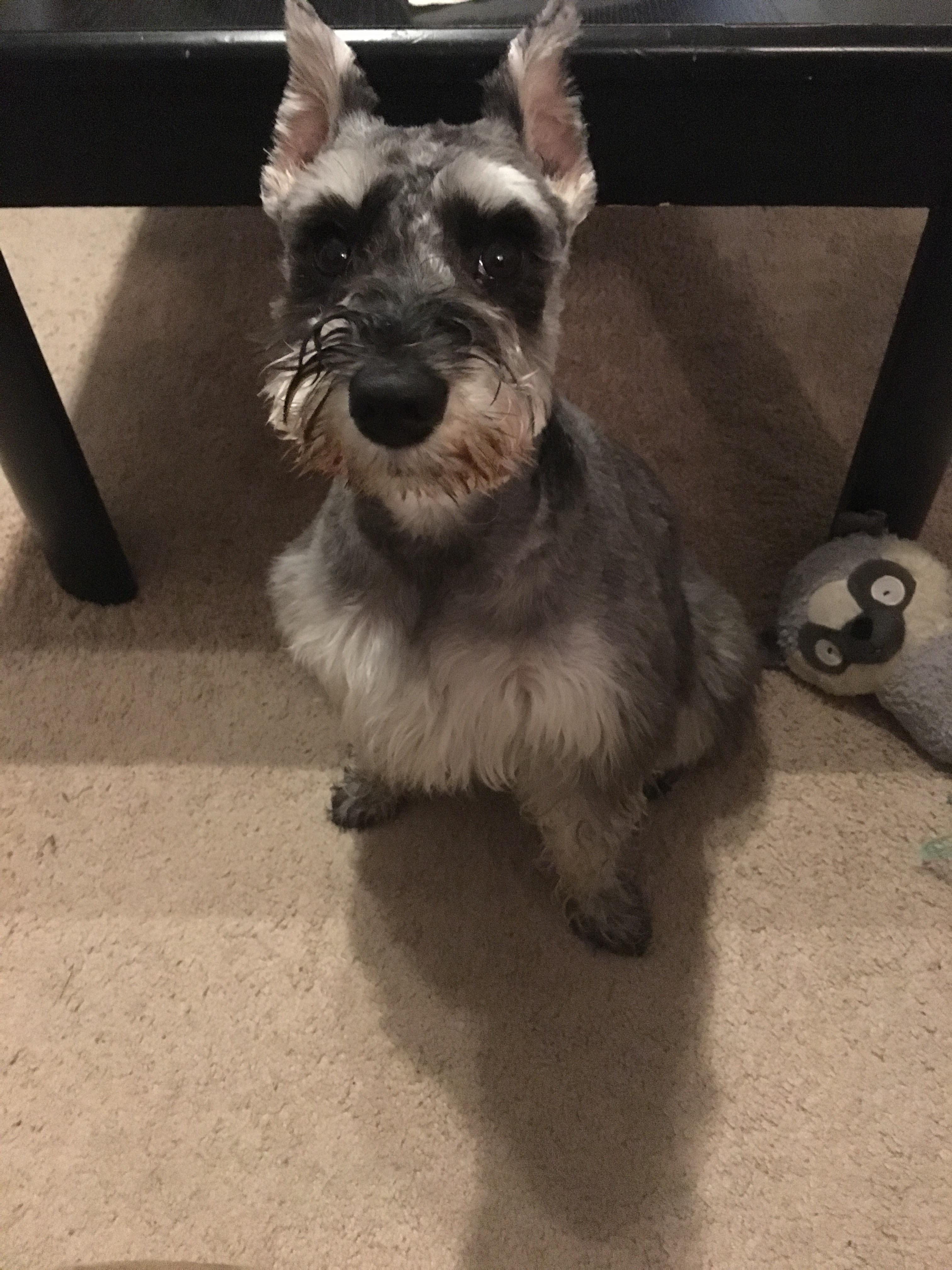 Mini Schnauzers Embracing Their Natural Charm Without Haircuts