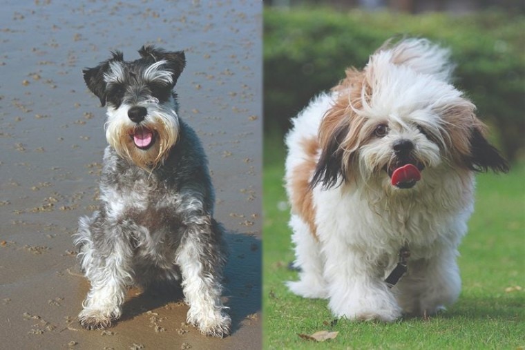 Schnauzer Cross Breeds A Comprehensive Overview of Their Health, Temperament, and Care