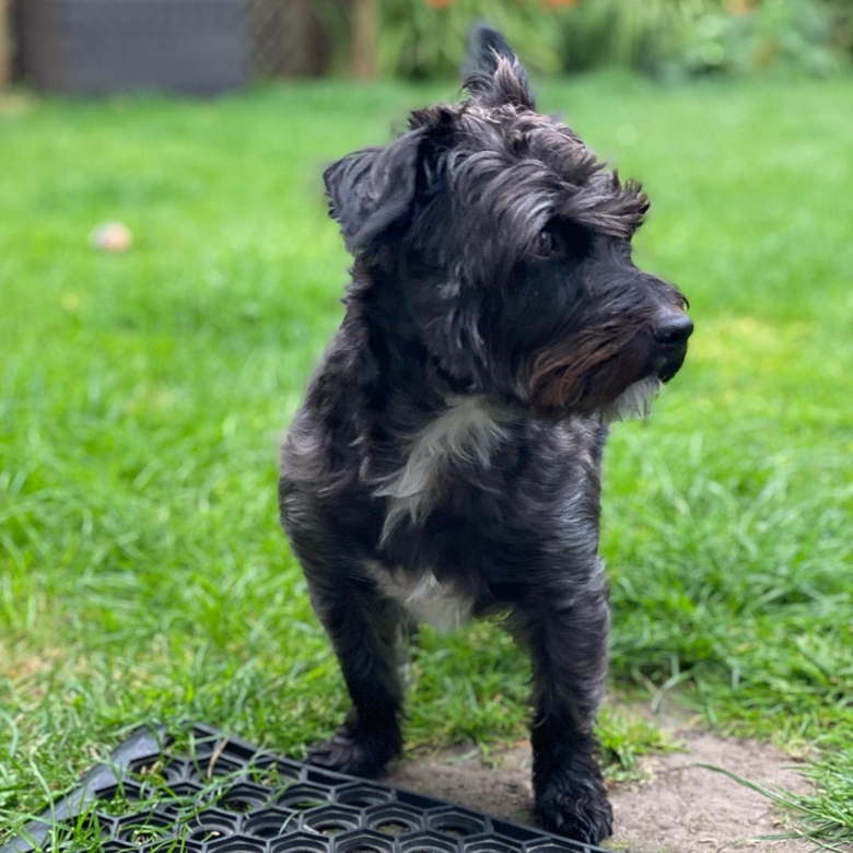 Schnauzer Jack Russell Mix A Comprehensive Guide to This Energetic and Affectionate Breed