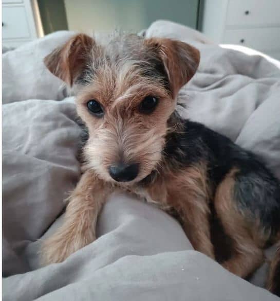 The Miniature Schnauzer Jack Russell Mix