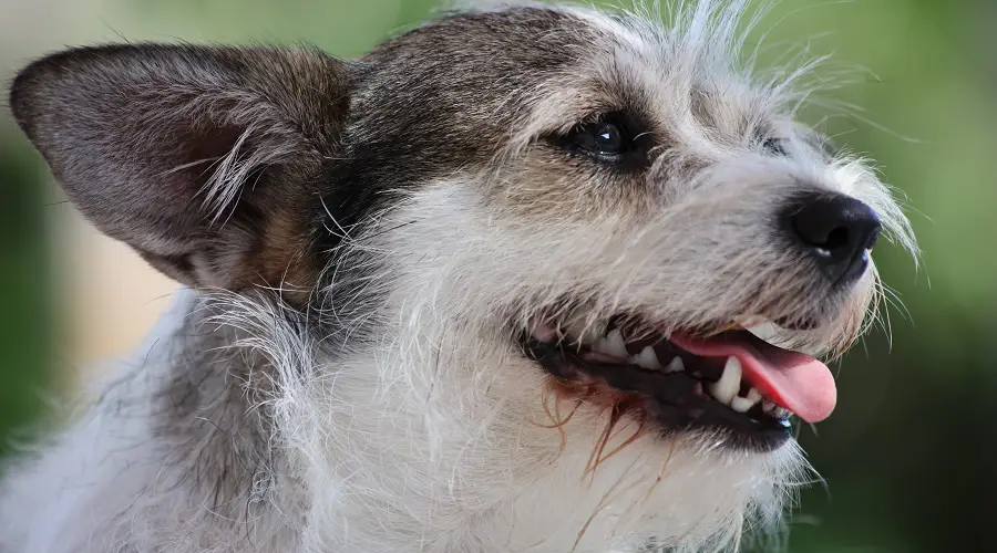 The Cute Schnauzer Jack Russell Mix 