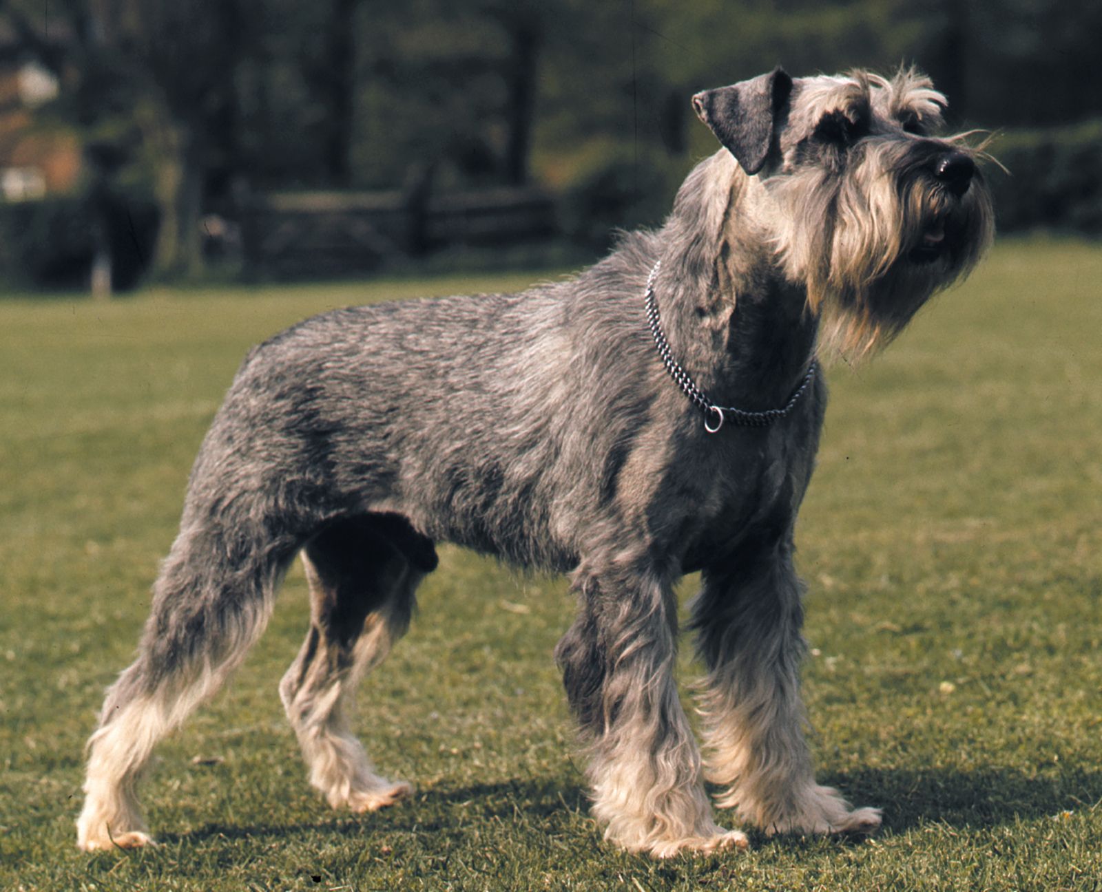 The Schnauzer Pitbull Mix A Comprehensive Guide to This Energetic and Loyal Companion