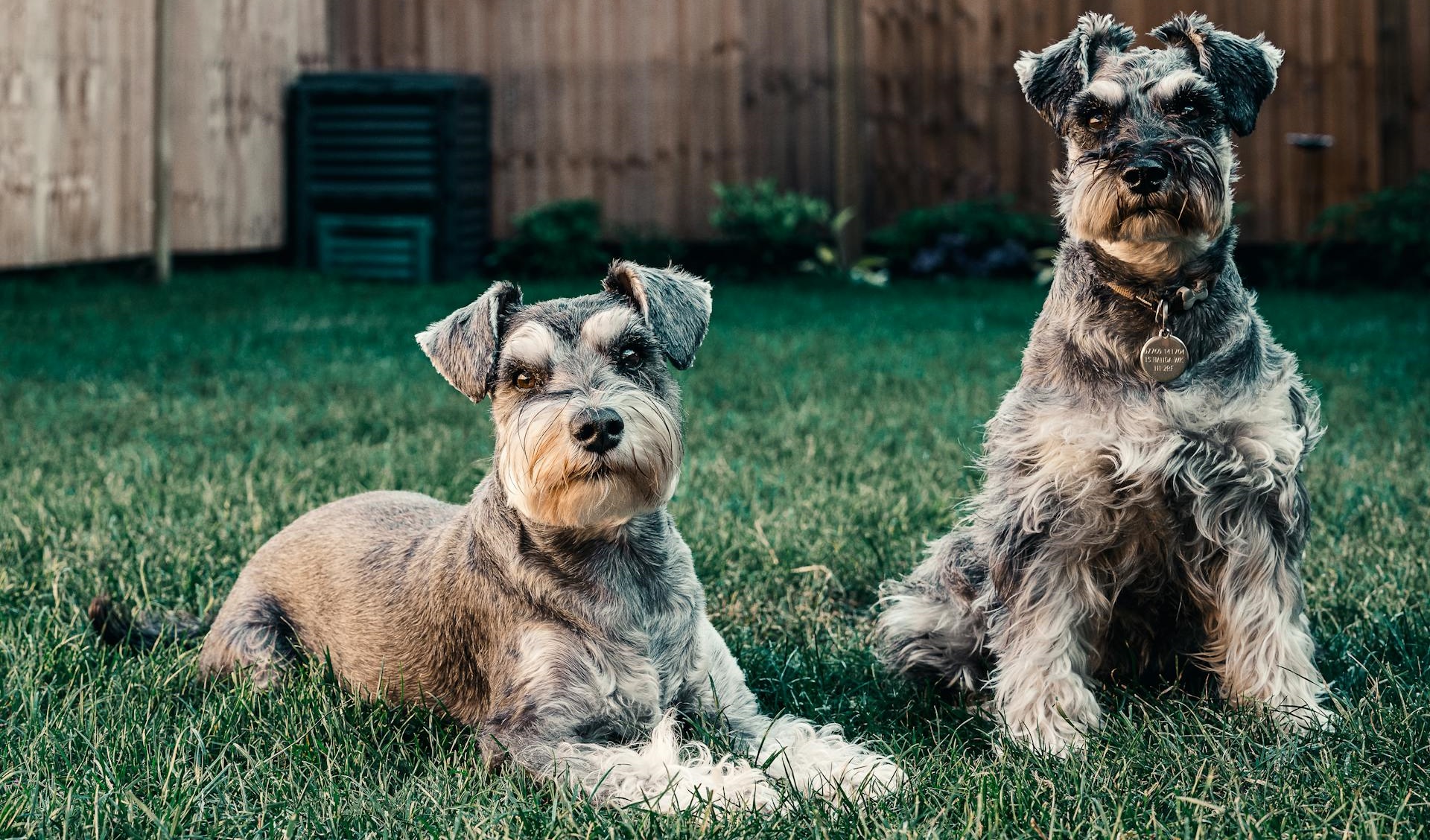 The Best Brush for a Schnauzer A Comprehensive Guide