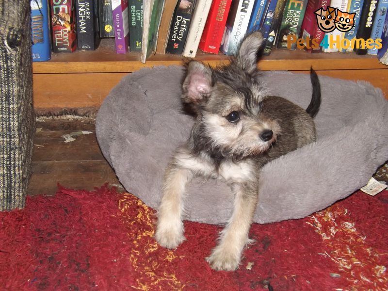 The Chiwawa Schnauzer Mix A Comprehensive Guide to This Lively Companion