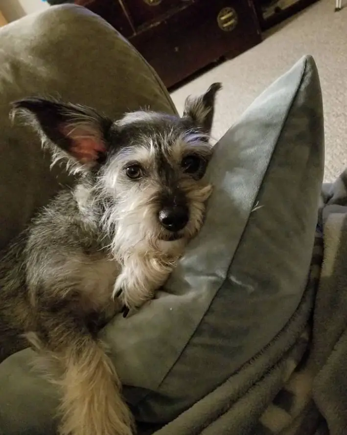 The Chiwawa Schnauzer Mix A Comprehensive Guide to This Lively Companion