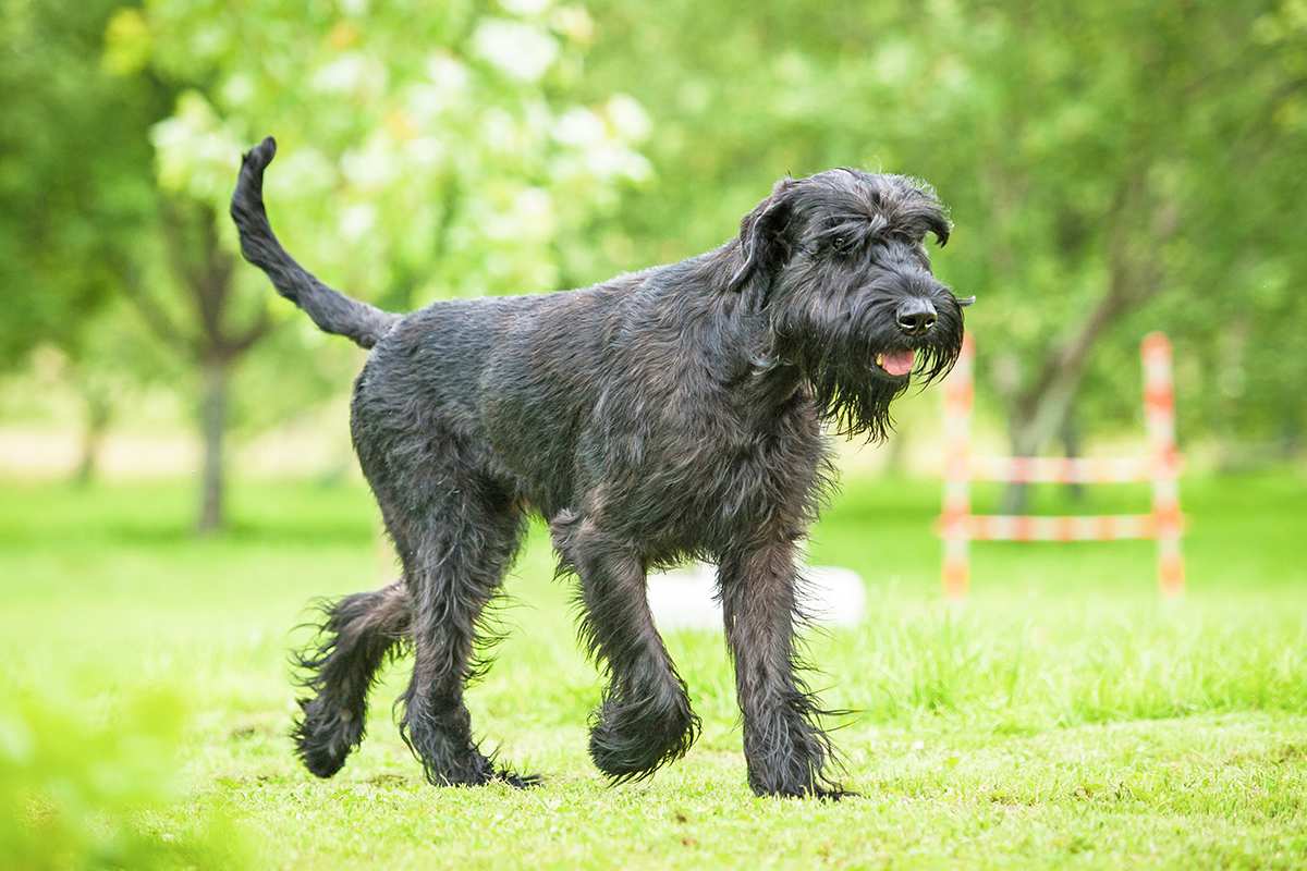 The Giant Schnauzer A Guardian with a Gentle Heart