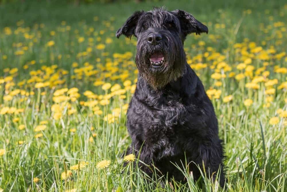 The Giant Schnauzer A Guardian with a Gentle Heart