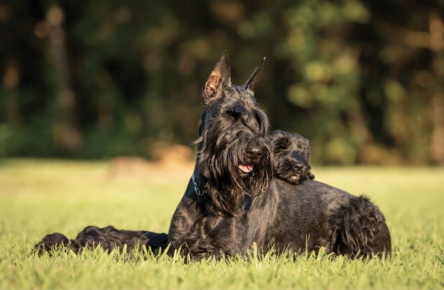 The Giant Schnauzer A Guardian with a Gentle Heart