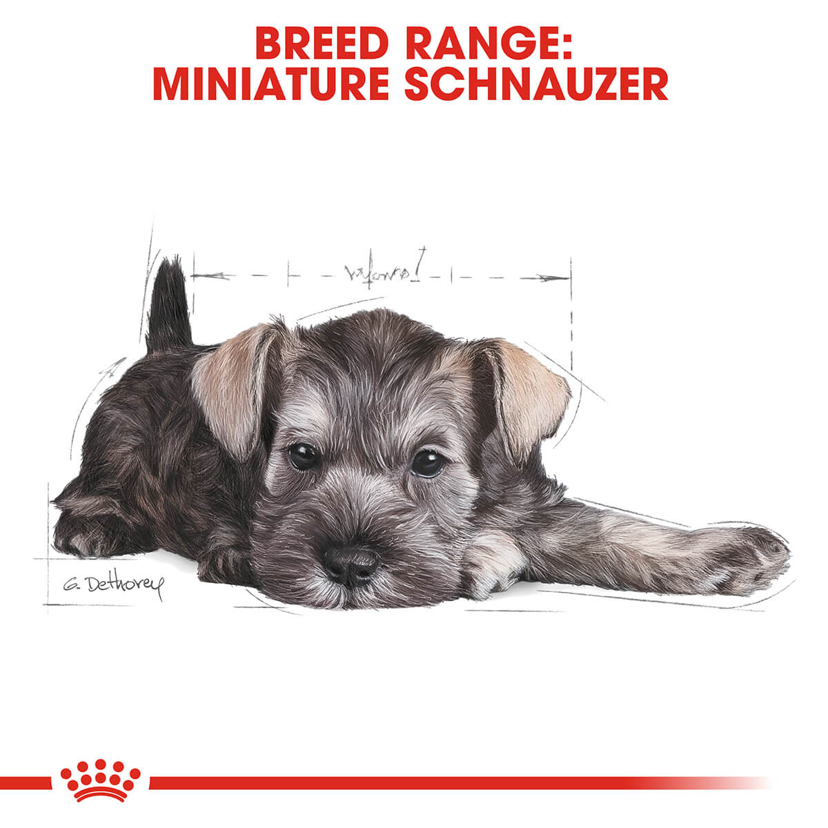 The Royal Canin Miniature Schnauzer Food Providing Tailored Nutrition for Your Canine Companion