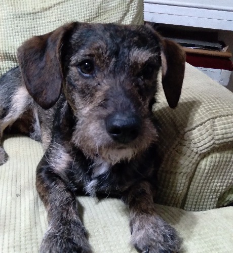 The Schnauzer and Dachshund Mix