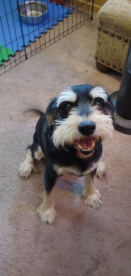 The Schnauzer and Dachshund Mix